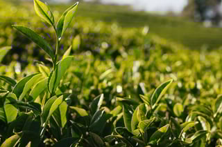 teaser wat is groene thee resized